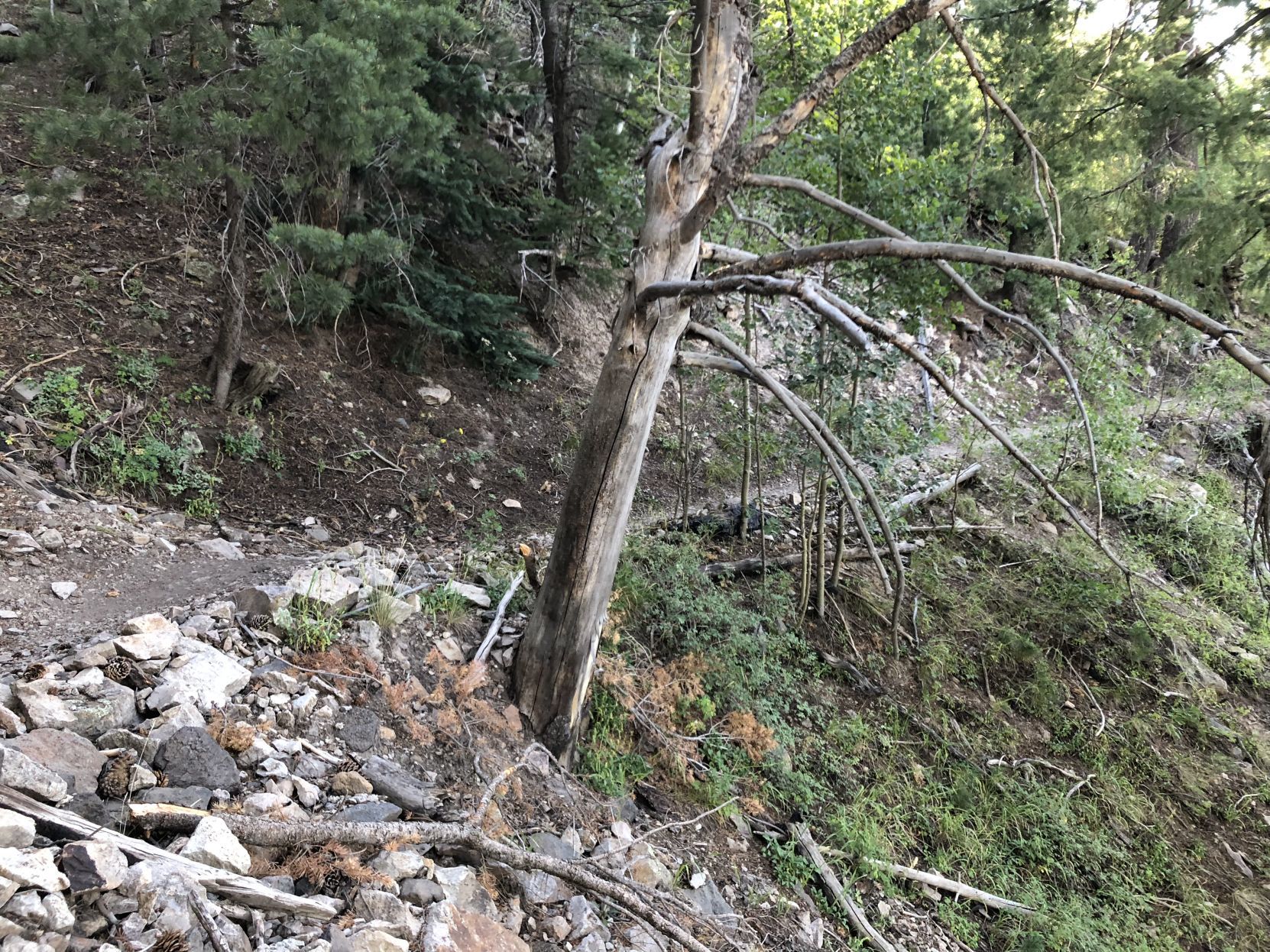Kendrick trail late